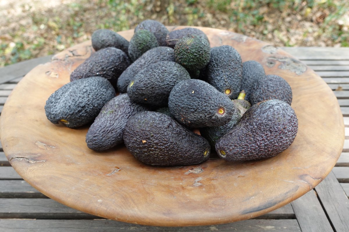 Avocat Hass Andalousie