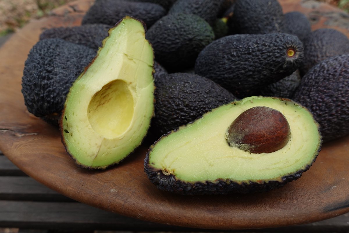Avocat Hass Andalousie - Image 2