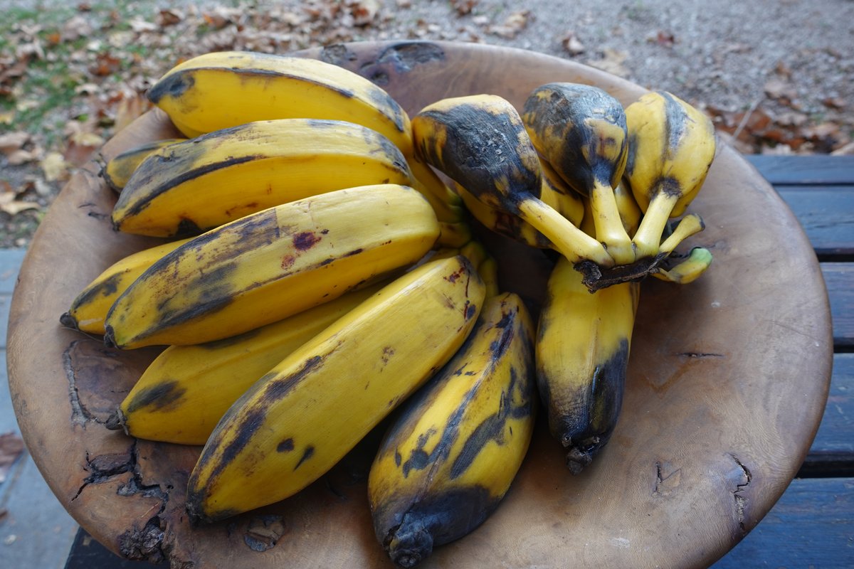 Bananes Cuadrado (carrées) Andalousie