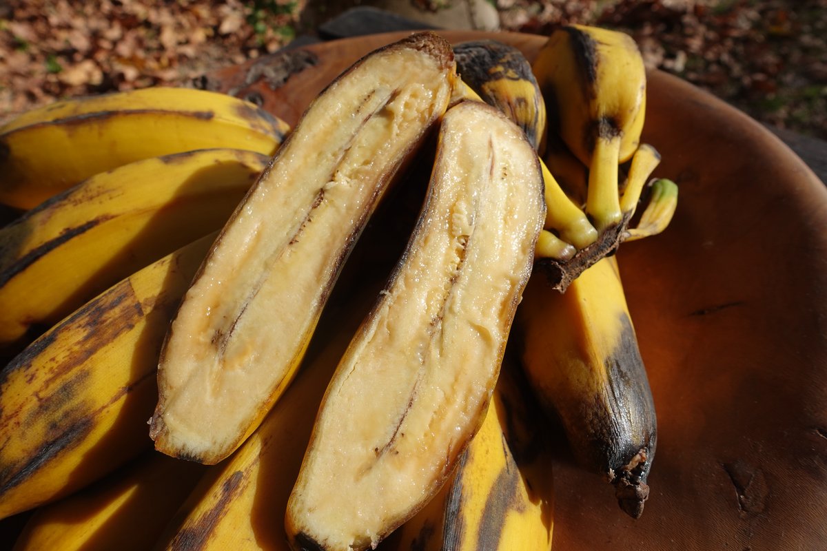 Bananes Cuadrado (carrées) Andalousie - Image 2